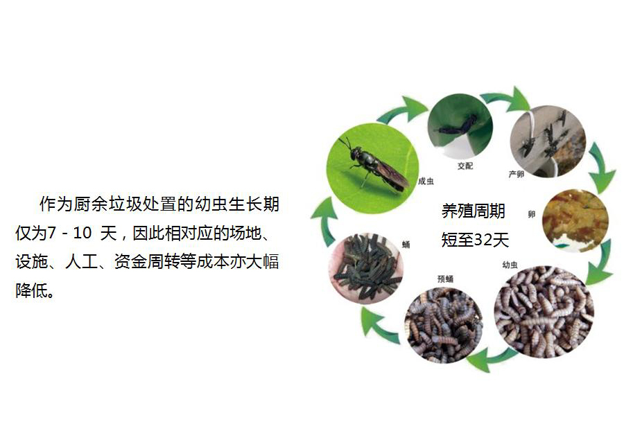 黑水虻怎么處理餐廚垃圾？